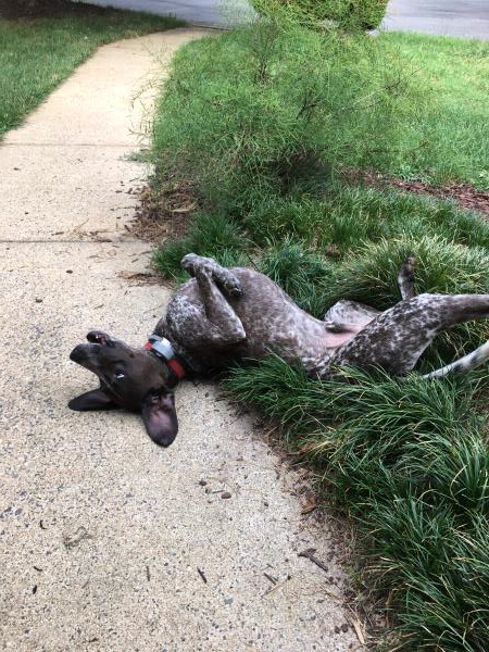 /Images/uploads/Southeast German Shorthaired Pointer Rescue/segspcalendarcontest2018/entries/9113thumb.jpg